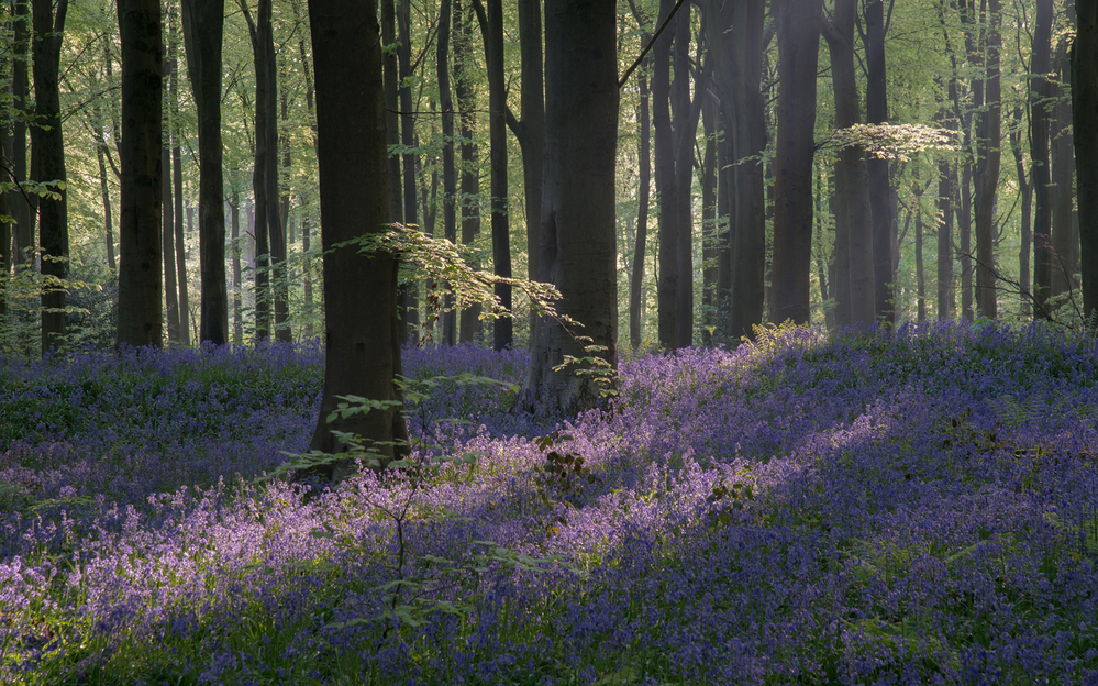 West Woods  Wiltshire Bluebells at Dawn 1